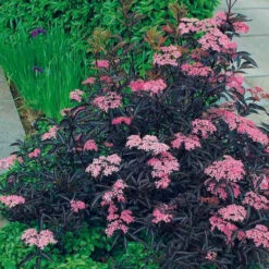 Sureau Noir Thundercloud -Fournitures De Jardin Soldes 2024 101062 1 1706625290256