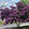 Lilas Des Indes Violet