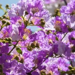 Lilas Des Indes Violet -Fournitures De Jardin Soldes 2024 101071 4 1700126500567