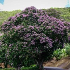Lilas Des Indes Violet -Fournitures De Jardin Soldes 2024 101071 5 1700126484775