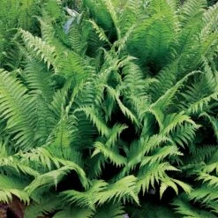 2 Fougères Plume D'autruche -Fournitures De Jardin Soldes 2024 101084 1 1700129188787