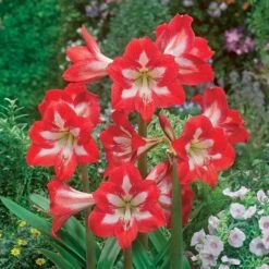 3 Amaryllis De Jardin Sonatini Eye Catcher