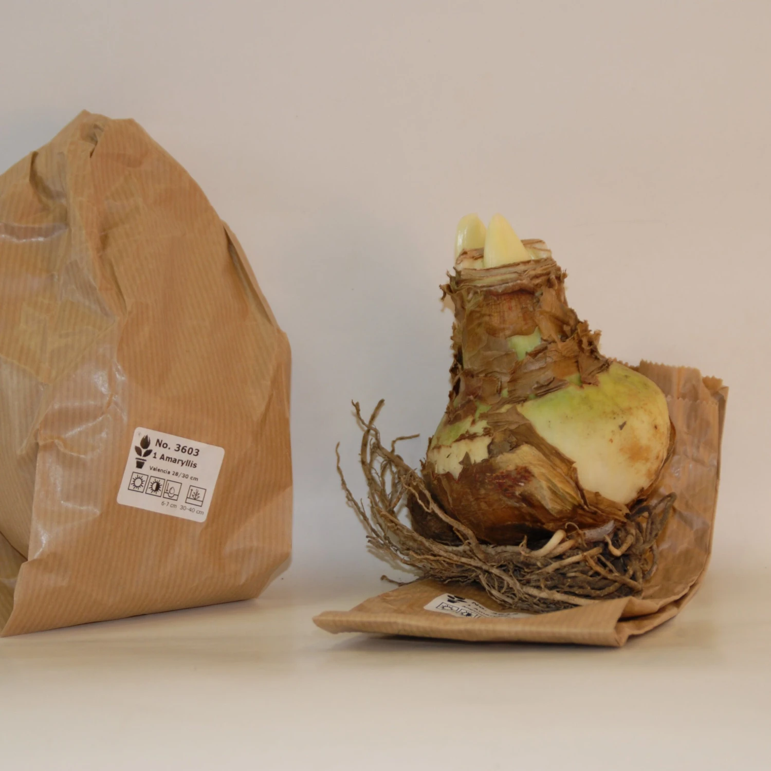 3 Amaryllis De Jardin Sonatini Eye Catcher 2 3 Amaryllis De Jardin Sonatini Eye Catcher â Image 2