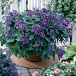 3 Héliotropes Du Pérou