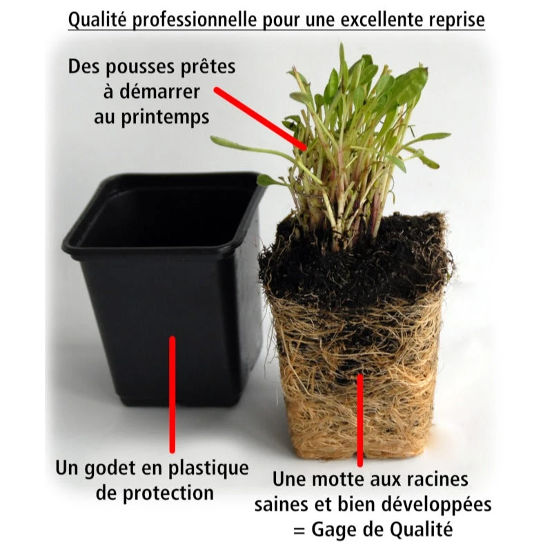 3 Bidens Rouge Orange 2 3 Bidens Rouge Orange – Image 2