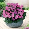 3 Sunpatiens Rose Lilas