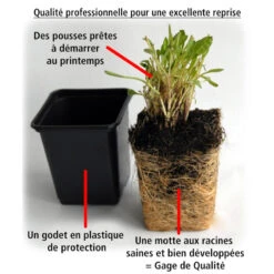 3 Sunpatiens Rose Lilas -Fournitures De Jardin Soldes 2024 101106 2 1706104143717