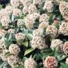 Skimmia Du Japon