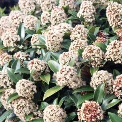 Skimmia Du Japon