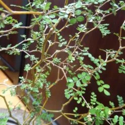 Sophora Prostrata Little Baby -Fournitures De Jardin Soldes 2024 101128 2 1706105035645