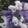 Lilas Double Blanc