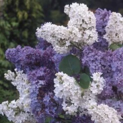 Lilas Double Blanc
