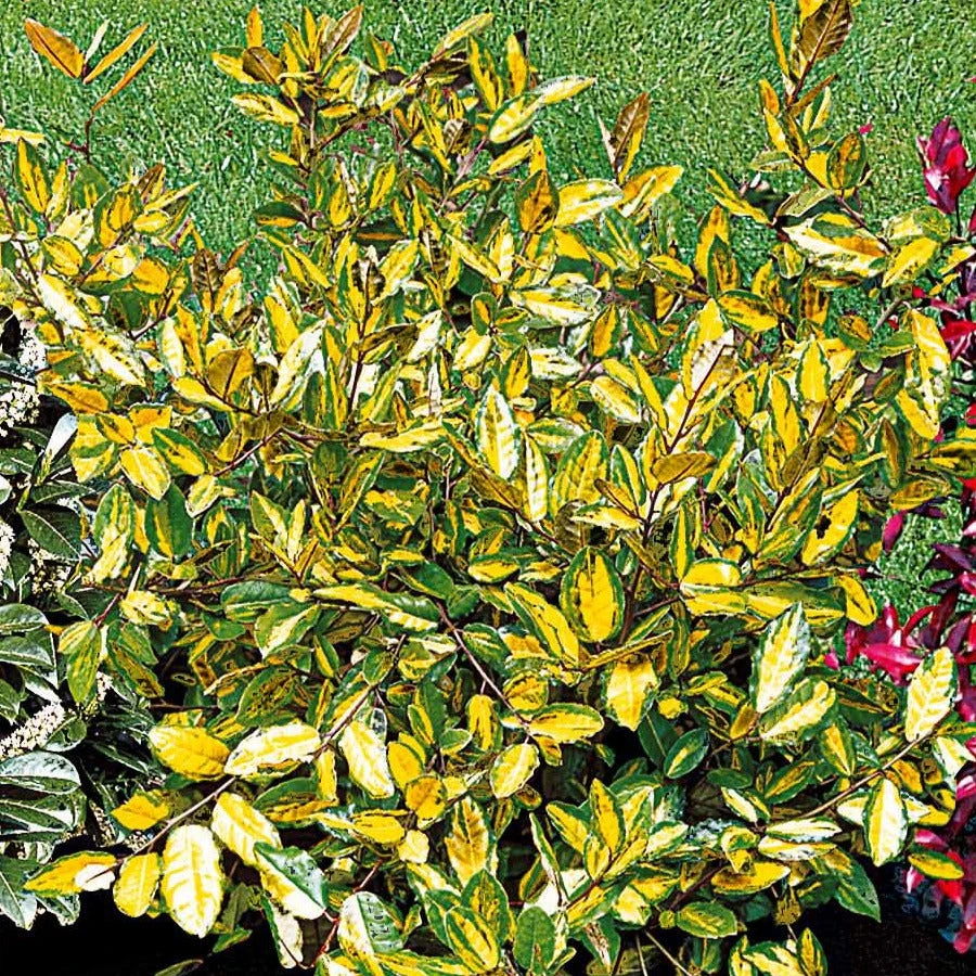 Eleagnus Pungens Maculata 2 Eleagnus Pungens Maculata – Image 2