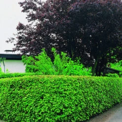 Haie De 10 Erables Champêtre