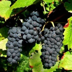 Vigne Pinot