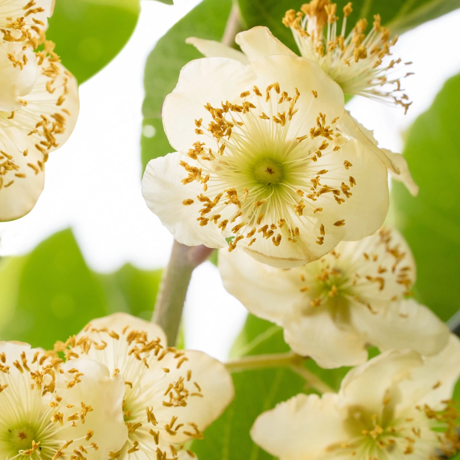 Kiwi Mâle 1 Kiwi Mâle