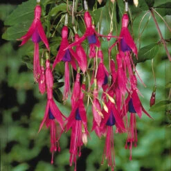 Fuchsia De Magellan Riccartonii -Fournitures De Jardin Soldes 2024 102040 2 1699626394794