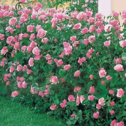 Rosier Queen Elisabeth