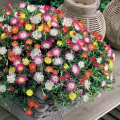 3 Pourpiers De Cooper En Mélange