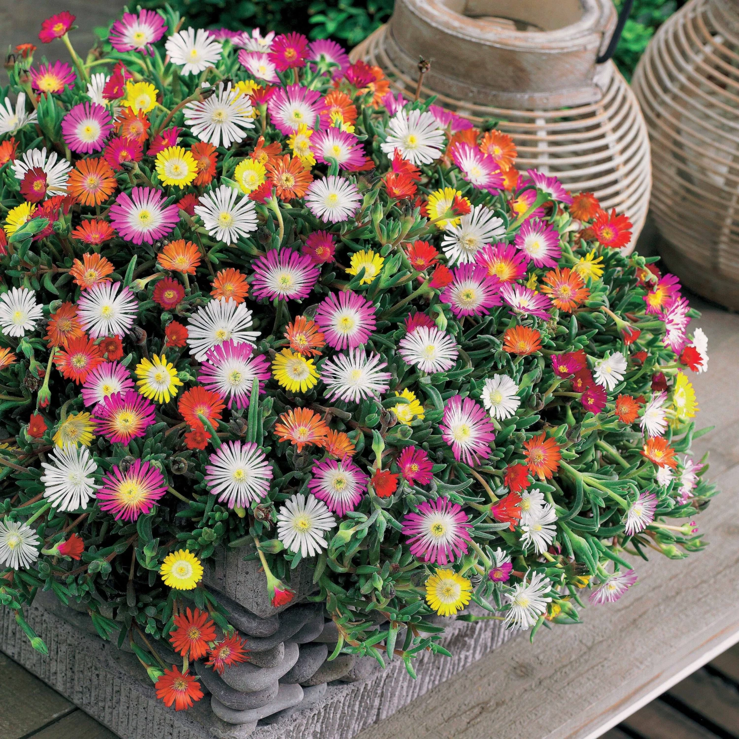 3 Pourpiers De Cooper En Mélange 1 3 Pourpiers De Cooper En Mélange