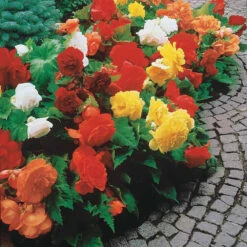 Bégonias Doubles En Mélange -Fournitures De Jardin Soldes 2024 103707 3