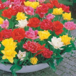 80 Tulipes Doubles Murillo En Mélange -Fournitures De Jardin Soldes 2024 103714 2