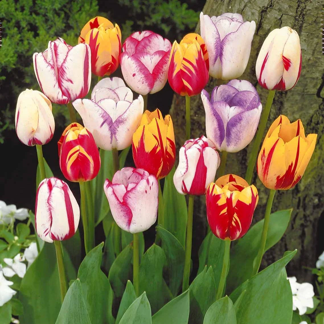 20 Tulipes Flammées En Mélange 3 20 Tulipes Flammées En Mélange – Image 3