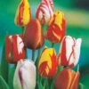 20 Tulipes Flammées En Mélange