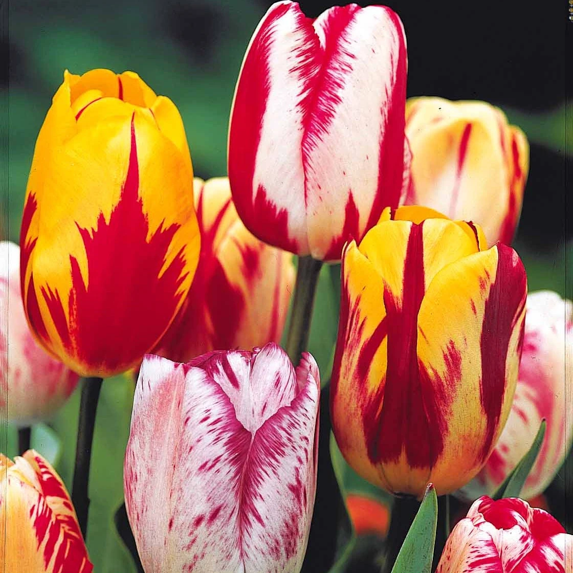 20 Tulipes Flammées En Mélange 2 20 Tulipes Flammées En Mélange – Image 2