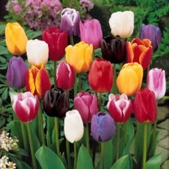 Collection 3 Mois De 60 Tulipes -Fournitures De Jardin Soldes 2024 103718 4 1699628447656