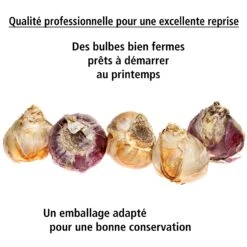 Collection De 9 Jacinthes : Ostara, Jan Bos, Carnegie -Fournitures De Jardin Soldes 2024 103726 5