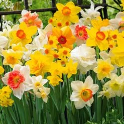 Narcisses En Mélange 8 Narcisses En Mélange -Fournitures De Jardin Soldes 2024 103727 3 1700129650937
