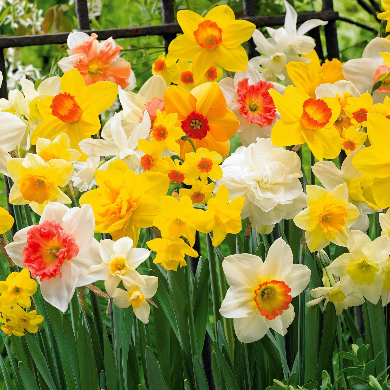 Narcisses En Mélange 4 Narcisses En Mélange – Image 4