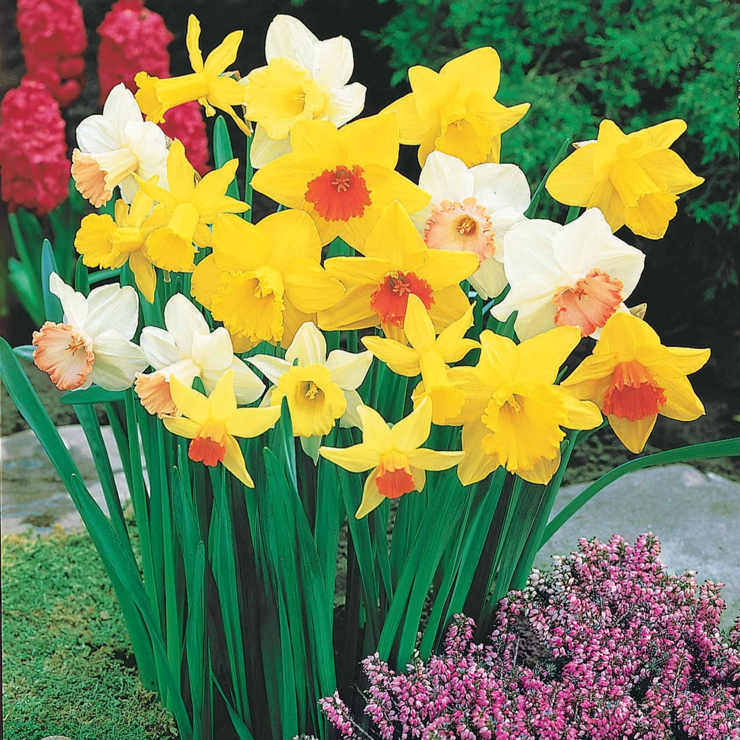 Narcisses En Mélange 3 Narcisses En Mélange – Image 3