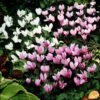 5 Cyclamens De Naples En Mélange