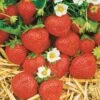Collection De 60 Fraises De 6 Mois : Mara Des Bois, Maestro, Gariguette