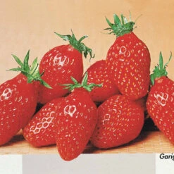 Collection De 60 Fraises De 6 Mois : Mara Des Bois, Maestro, Gariguette -Fournitures De Jardin Soldes 2024 103741 2