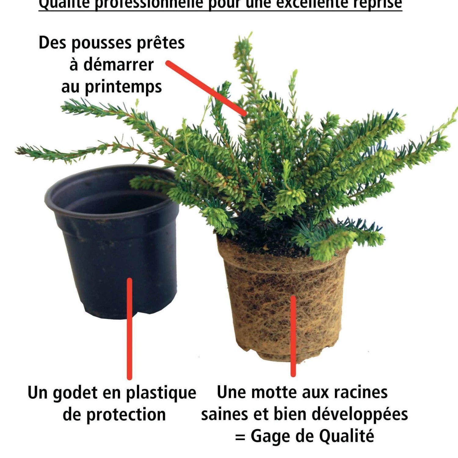 6 Bruyères D'hiver En Mélange 2 6 Bruyères D'hiver En Mélange – Image 2