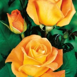 Collection De 3 Rosiers Buissons : Famosa, Whisky, Double Delight -Fournitures De Jardin Soldes 2024 103757 3