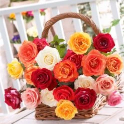 10 Rosiers Buissons En Mélange