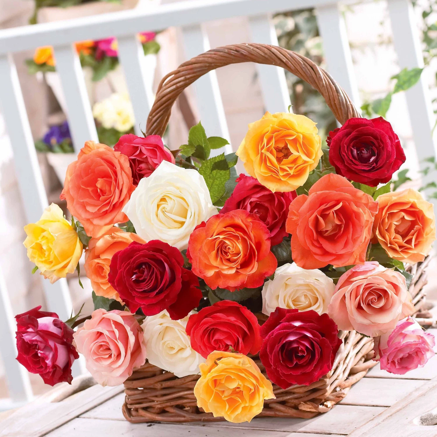 10 Rosiers Buissons En Mélange 1 10 Rosiers Buissons En Mélange