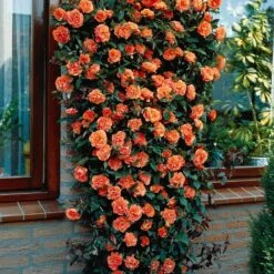 Collection De 3 Rosiers Grimpants : Métanoïa, Musimara, Indigoletta -Fournitures De Jardin Soldes 2024 103764 2