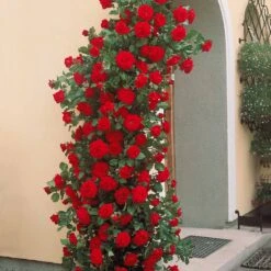 Collection De 3 Rosiers Grimpants : Métanoïa, Musimara, Indigoletta -Fournitures De Jardin Soldes 2024 103764 4