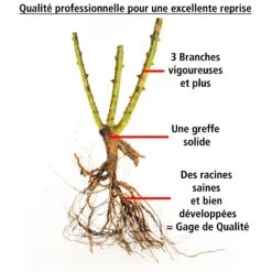 Collection De 3 Rosiers Grimpants : Métanoïa, Musimara, Indigoletta -Fournitures De Jardin Soldes 2024 103764 5