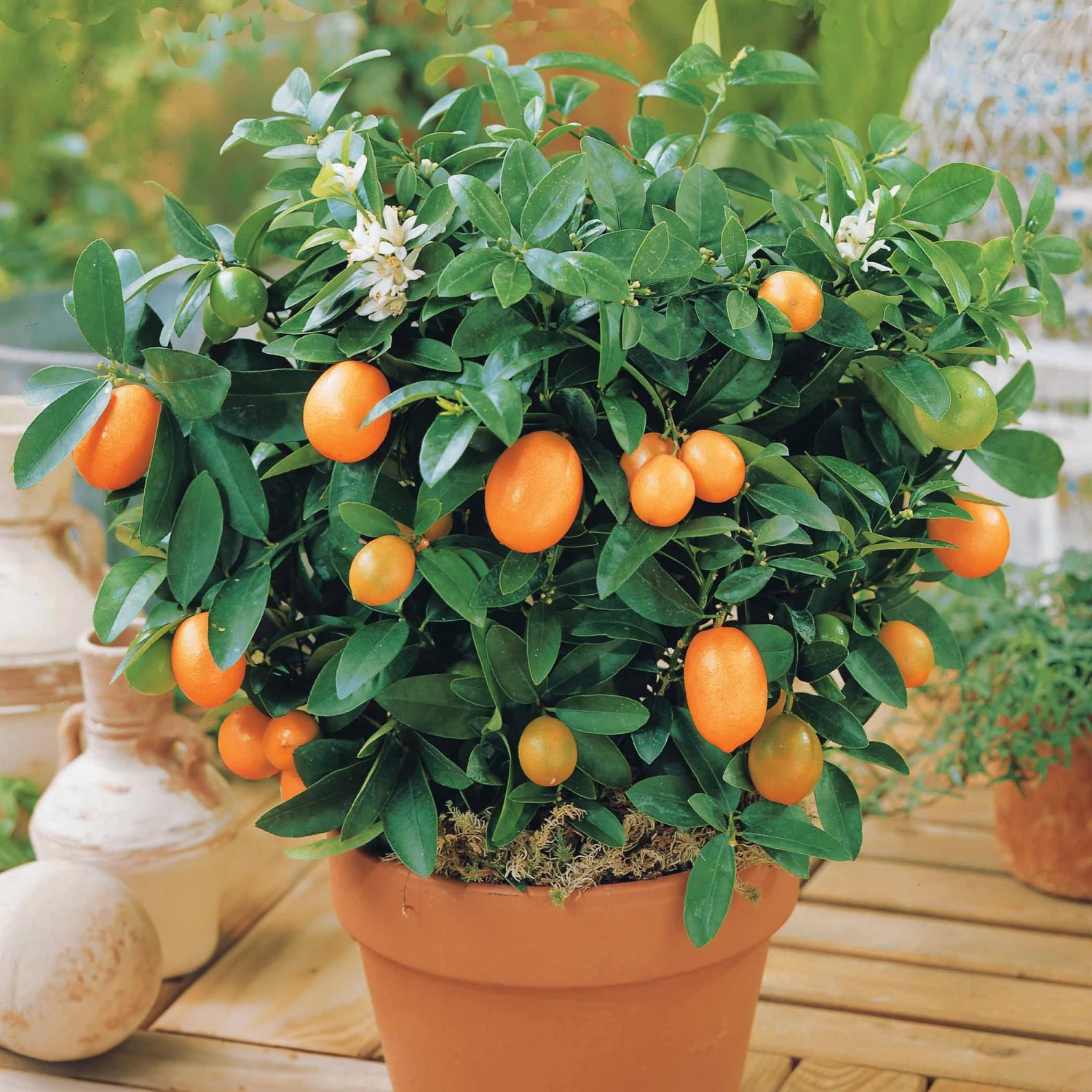 Collection De 2 Kumquat Et Citronnier 2 Collection De 2 Kumquat Et Citronnier â Image 2