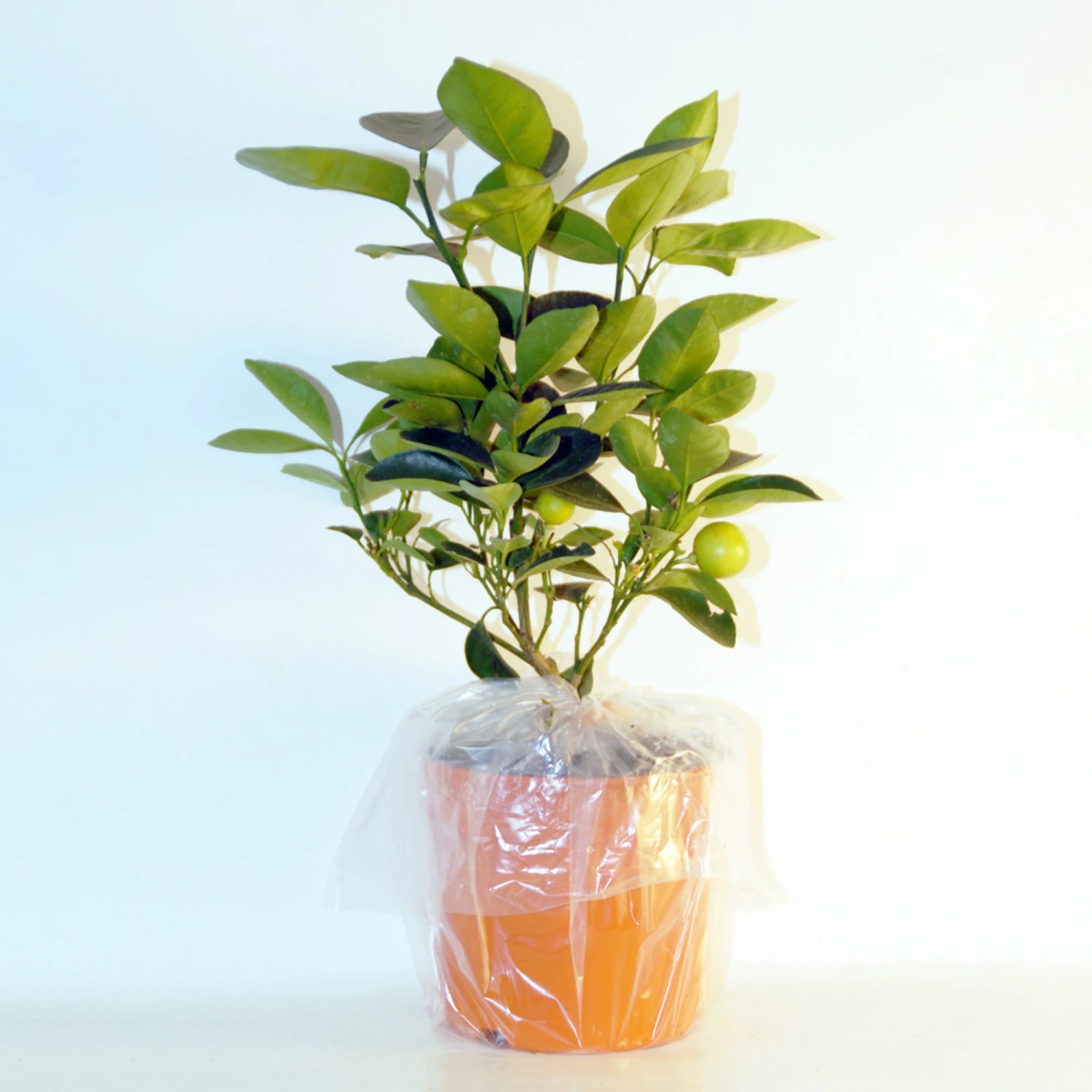 Collection De 2 Kumquat Et Citronnier 5 Collection De 2 Kumquat Et Citronnier â Image 5