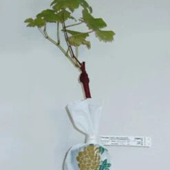 Collection De 4 Vignes 10 Collection De 4 Vignes -Fournitures De Jardin Soldes 2024 103769 5