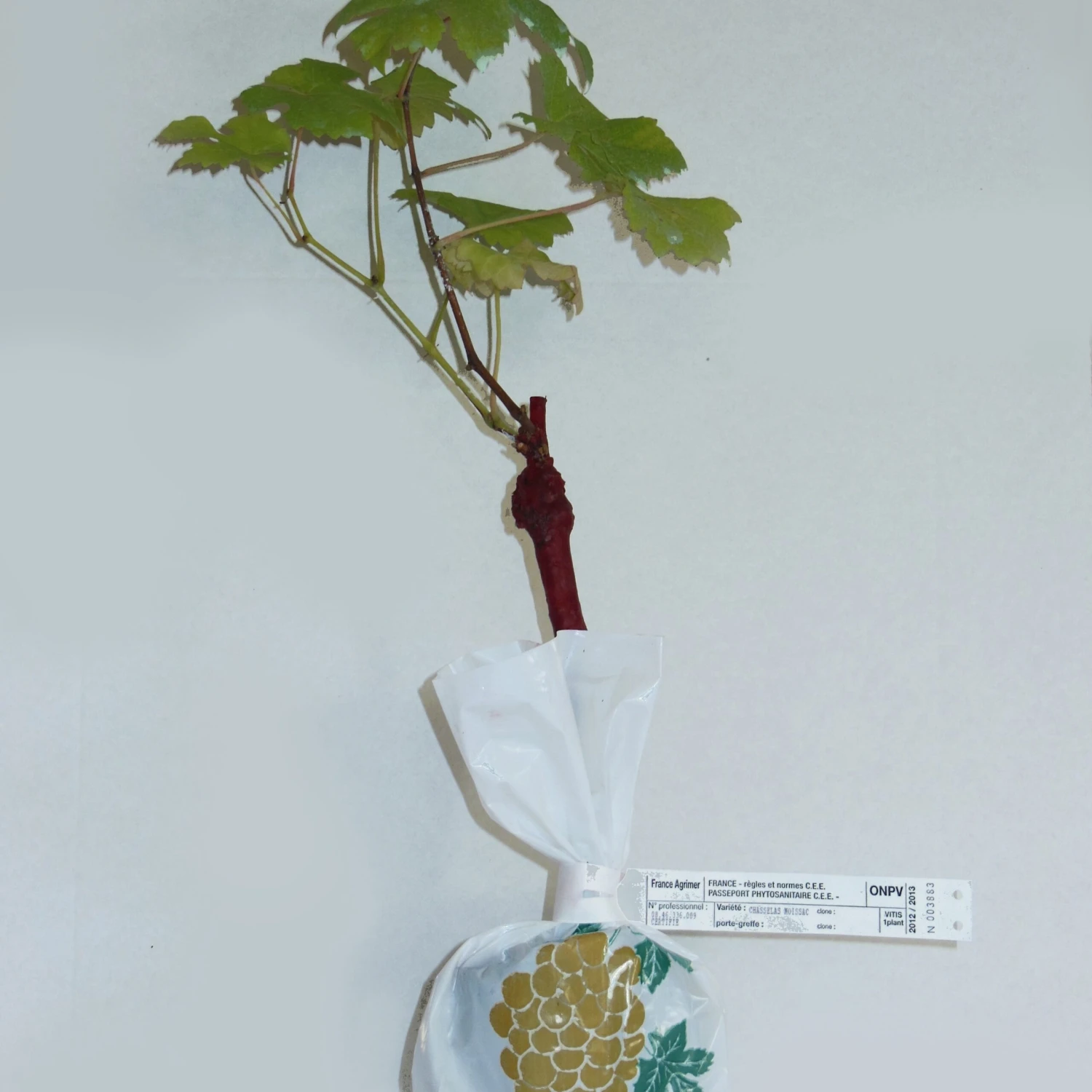 Collection De 4 Vignes 5 Collection De 4 Vignes – Image 5