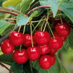 Collection De 3 Mini-Cerisiers : Burlat, Van, Napoléon -Fournitures De Jardin Soldes 2024 103774 5