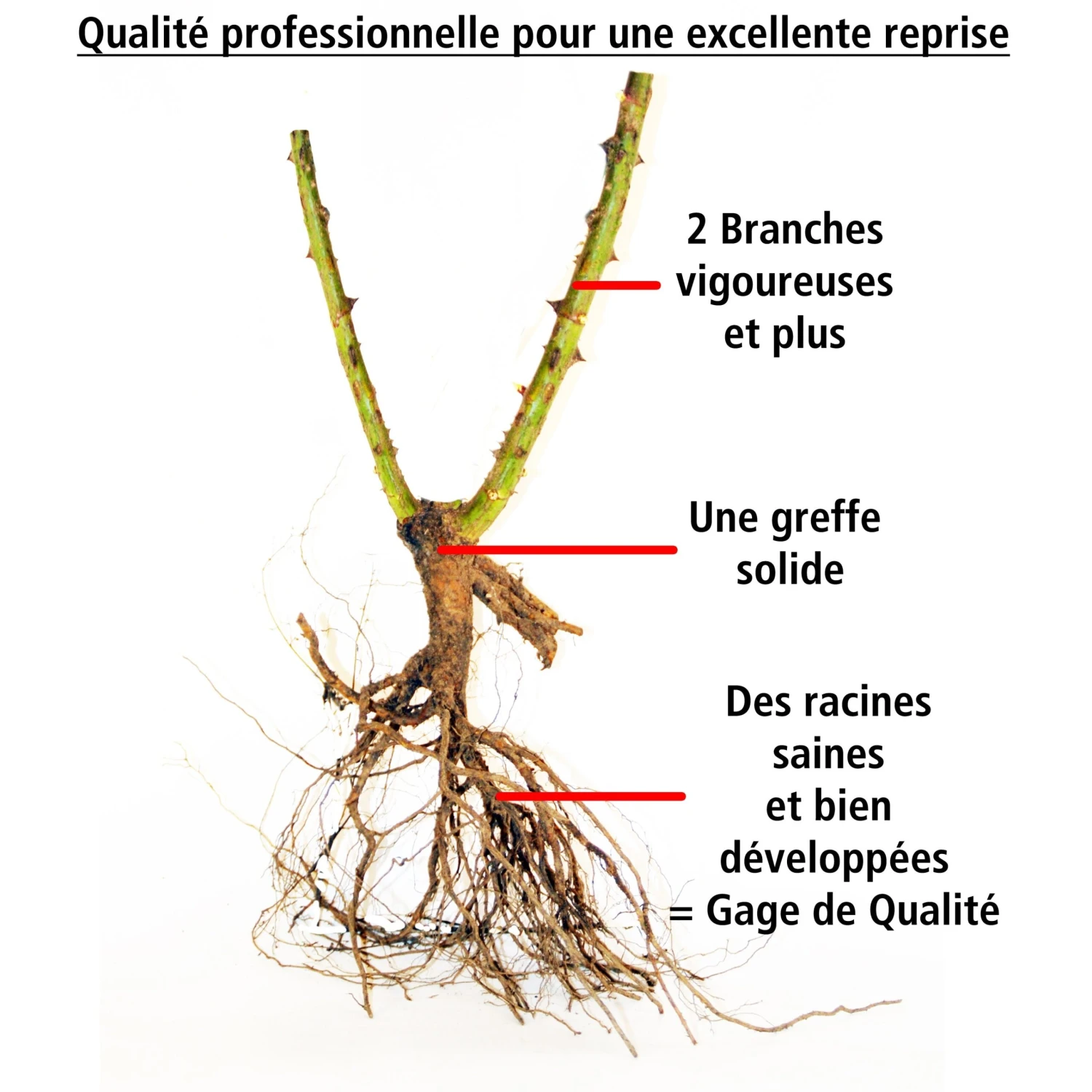 Collection De 2 Rosiers Botaniques 4 Collection De 2 Rosiers Botaniques – Image 4